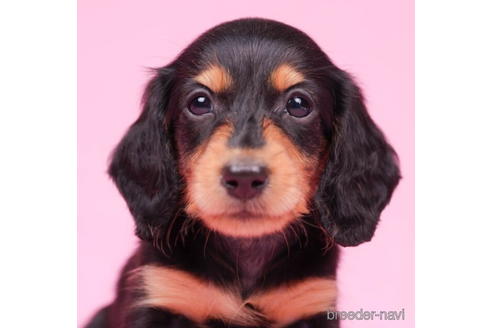 成約済の東京都のミニチュアダックスフンド(ロングヘアード)-194452の4枚目